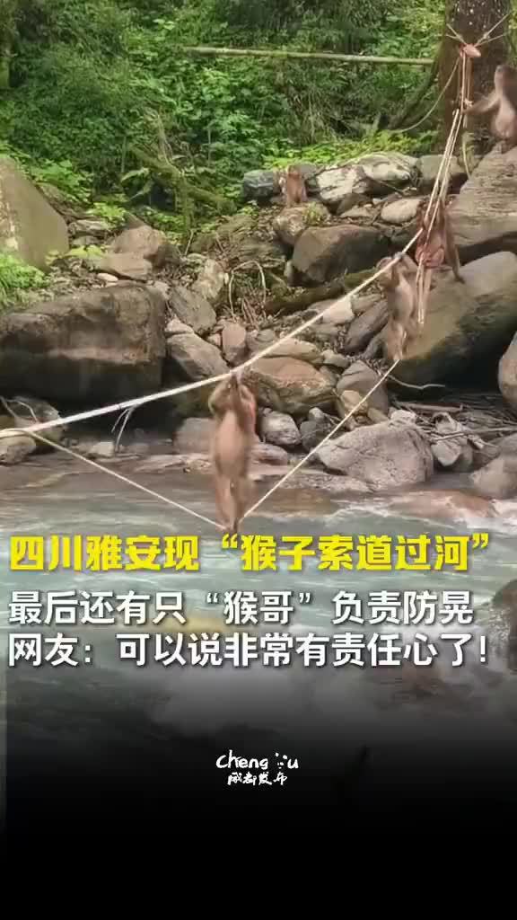 四川雅安现猴子索道过河