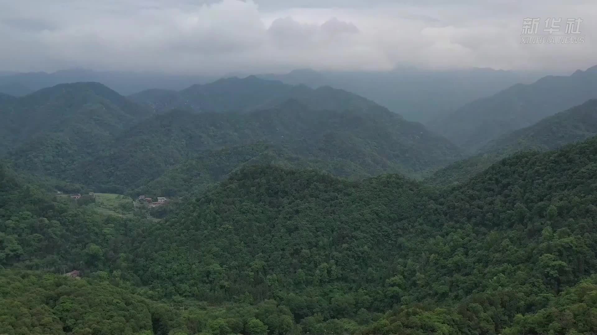 江西武宁：海南鳽一巢育三雏