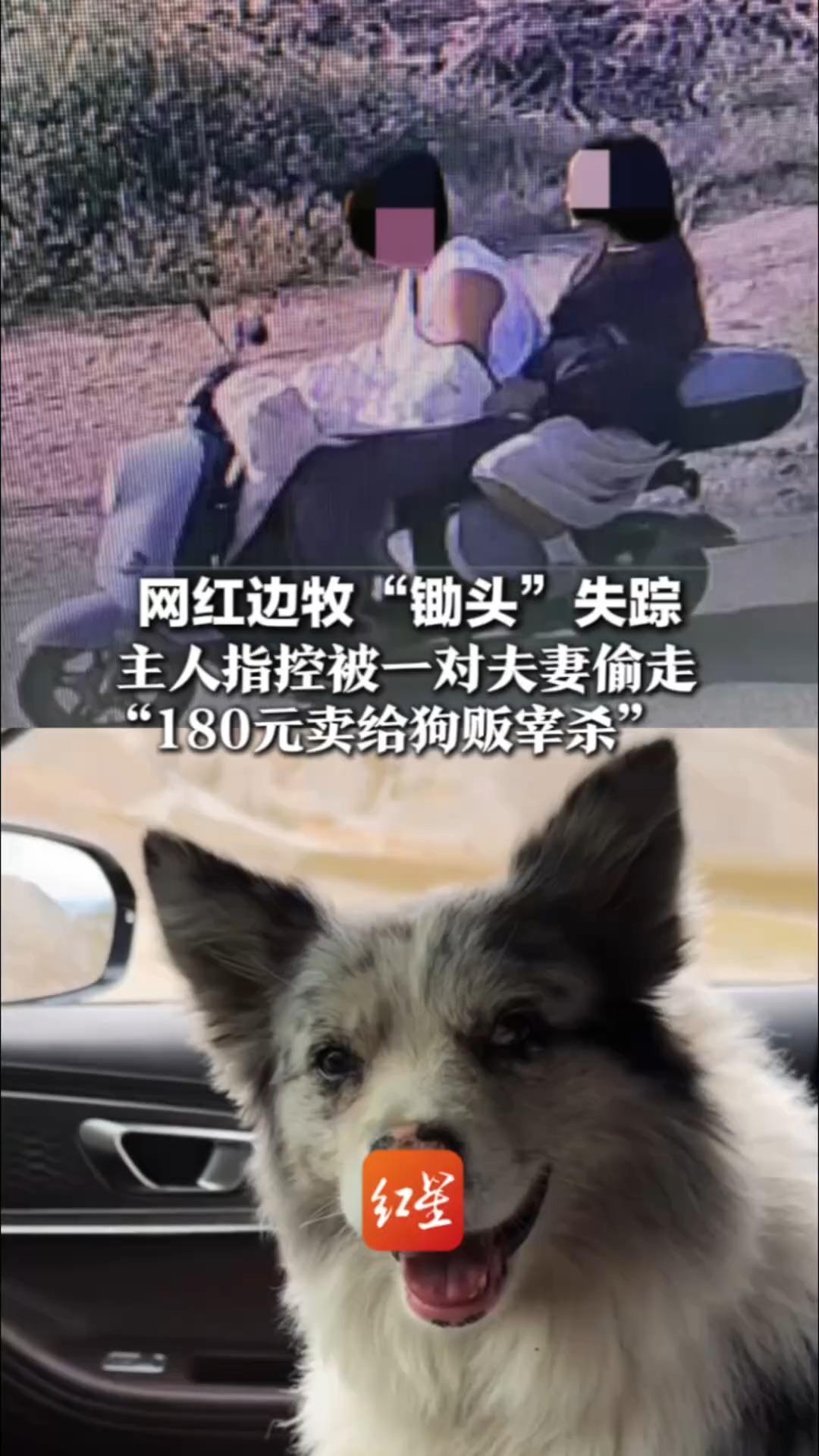 网红边牧“锄头”失踪 主人指控被一对夫妻偷走 “180元卖给狗贩宰杀” 当地警方：已正式立案，正在调查