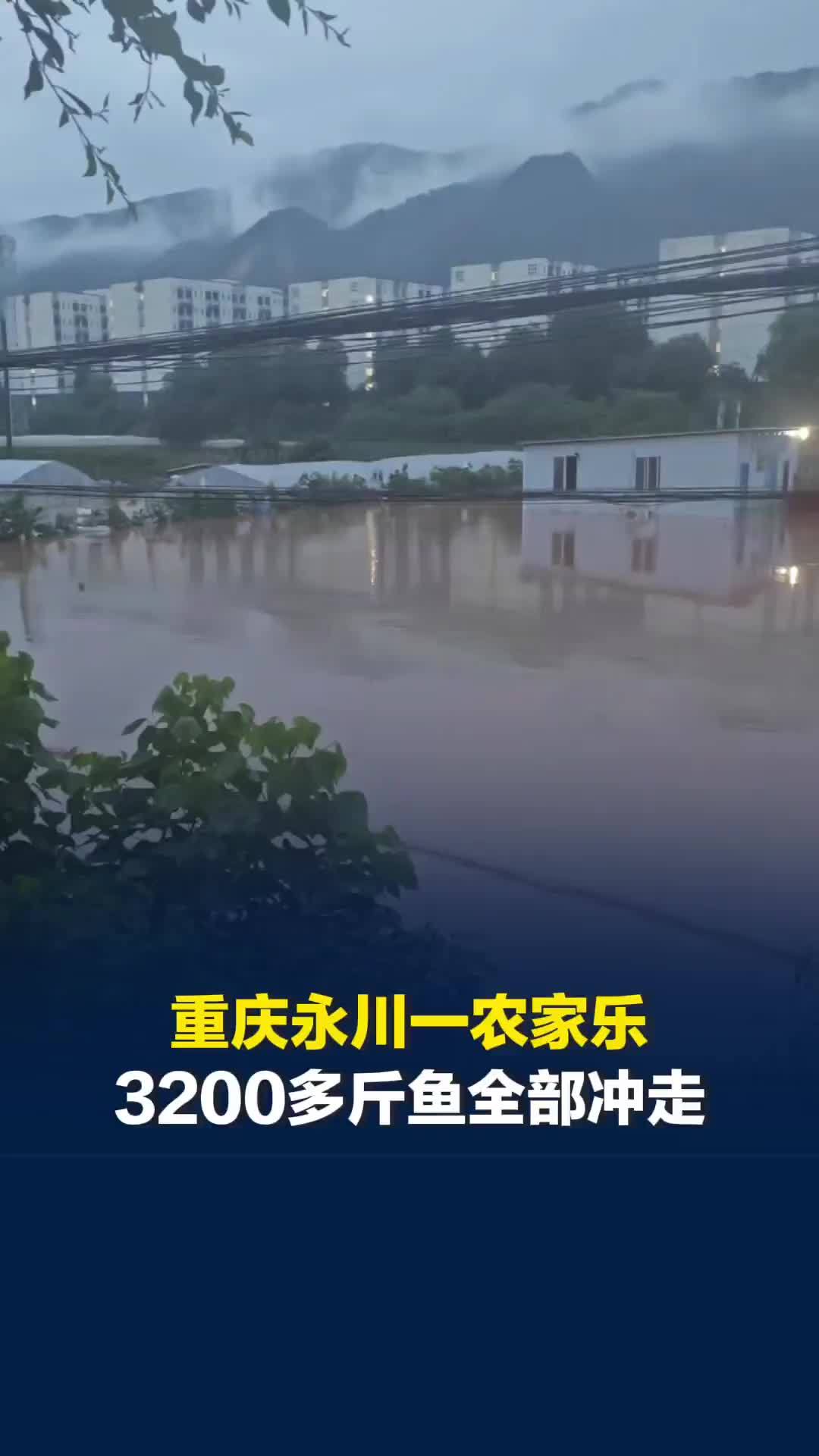 重庆永川遭遇特大暴雨，一农家乐3200多斤鱼全部冲走