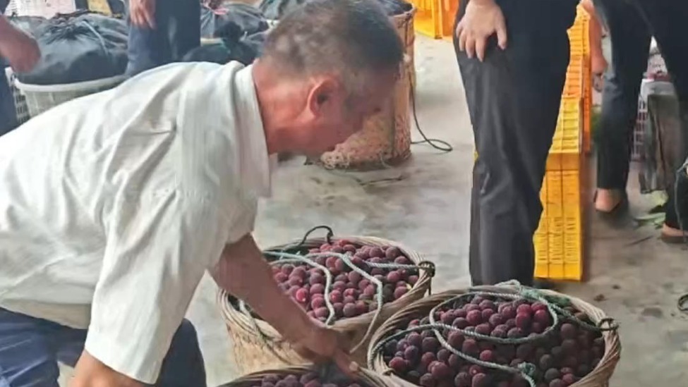 “泡药杨梅”风波后的漳州：当地国企救急收购，果农说“现在真的没问题”