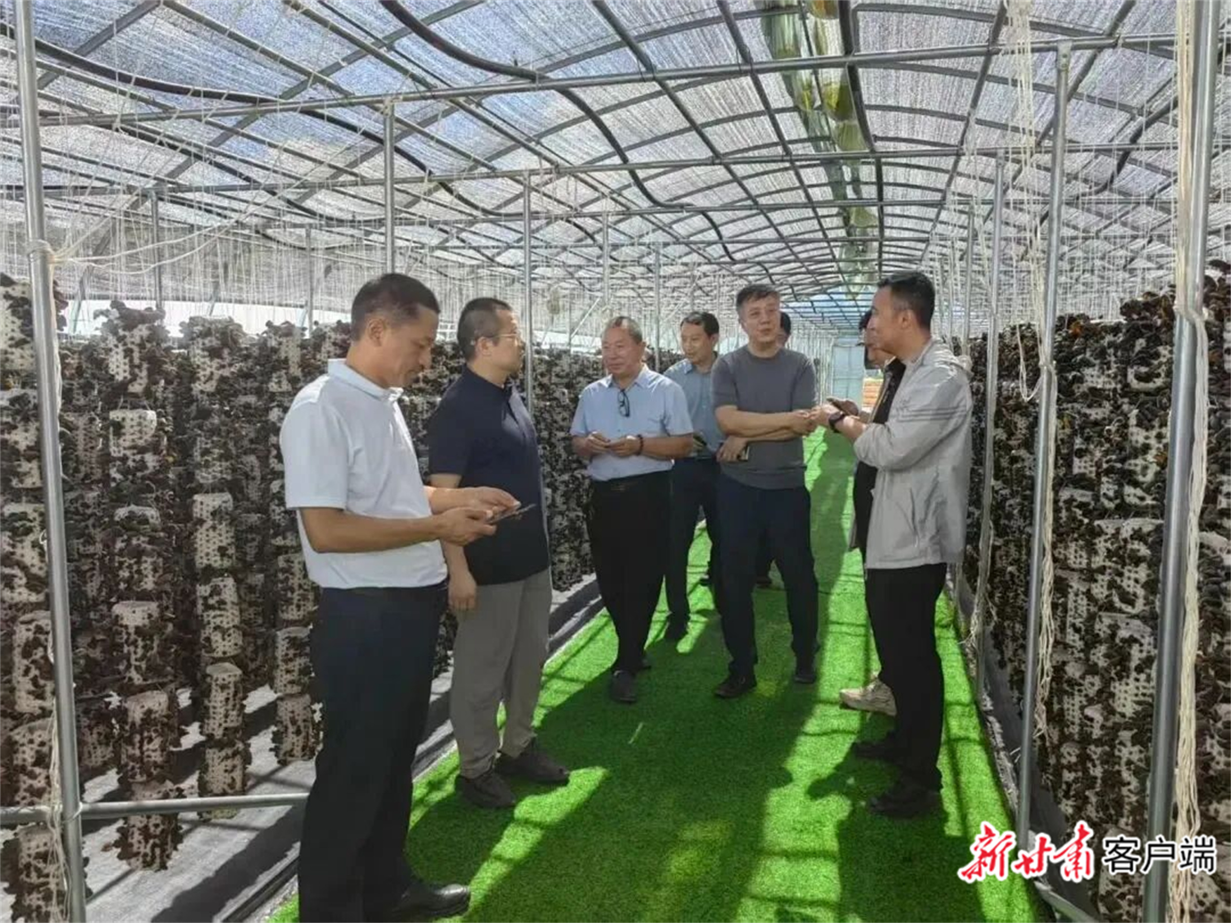 技术专家调研食用菌种植情况