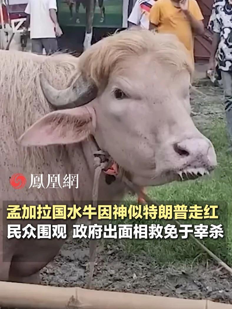孟加拉国一水牛因神似特朗普走红，引民众围观，政府出面相救免于宰杀#国际