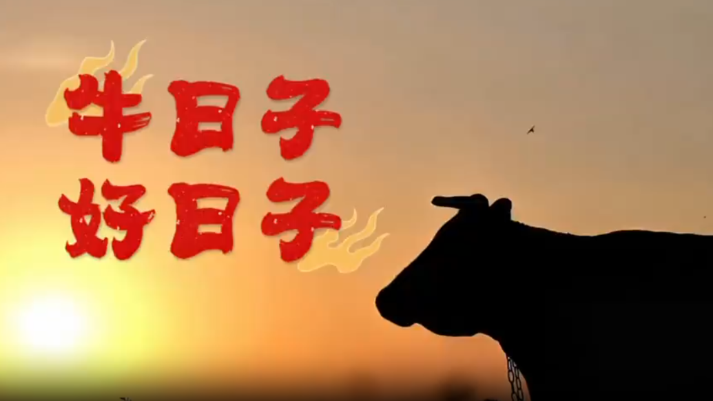 牛犇犇带群众过上“牛日子”　甘肃灵台不是一般“牛”