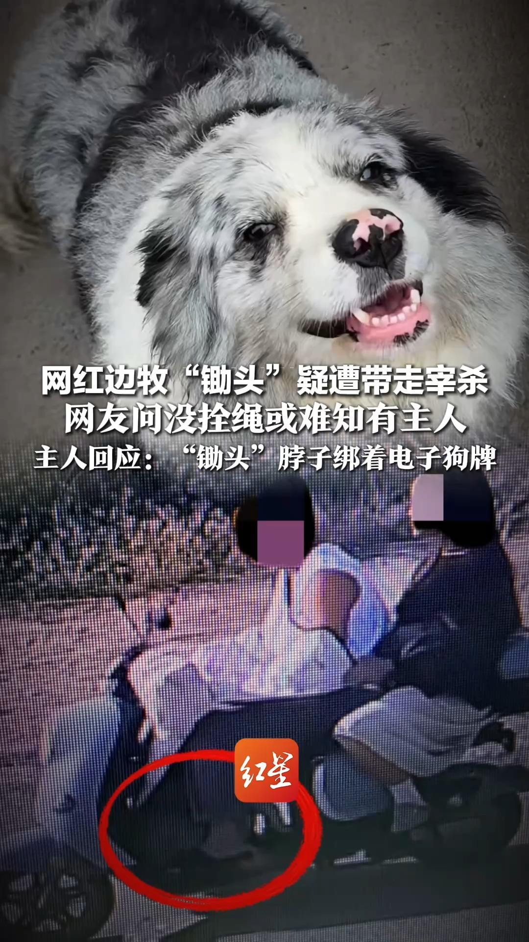 网红边牧“锄头”疑遭带走宰杀，网友问没拴绳或难知有主人，主人回应：“锄头”脖子绑着电子狗牌，警方正调查涉事者是否偷狗