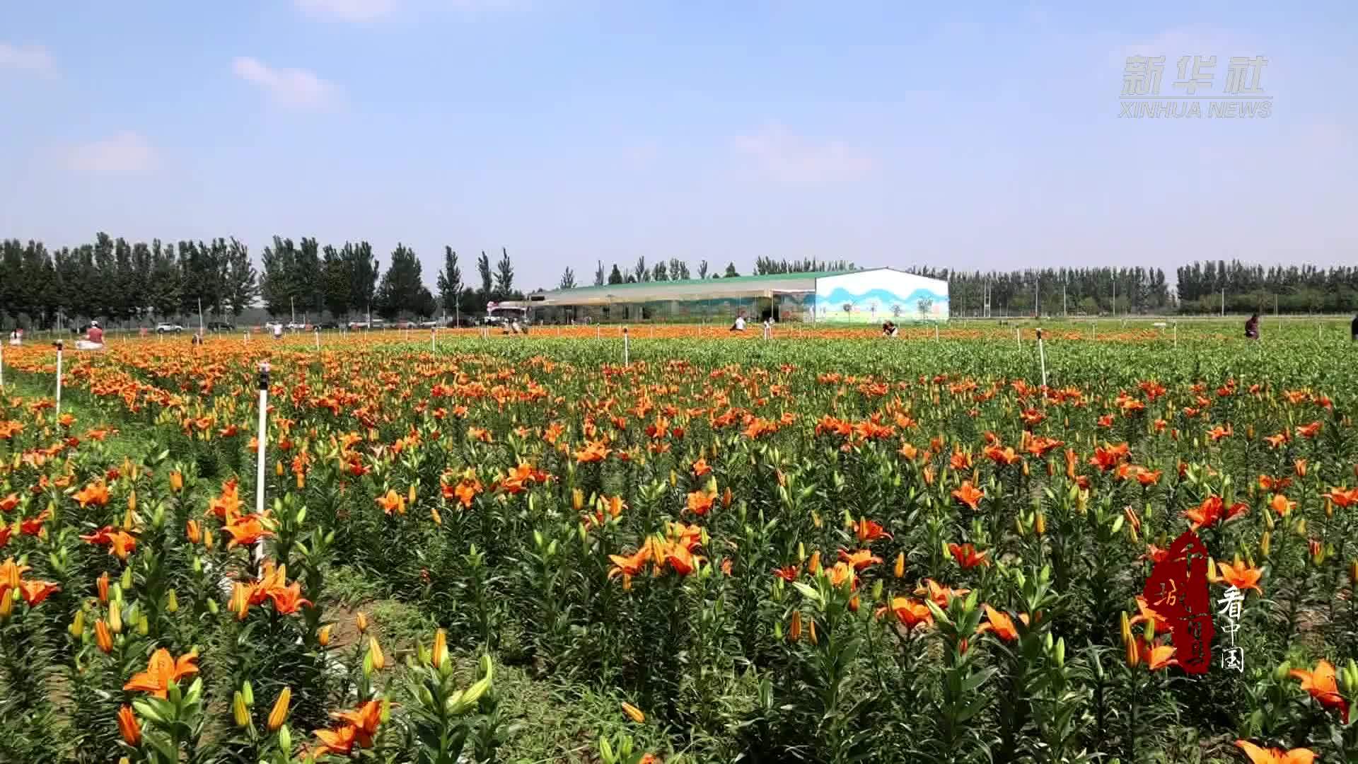 千城百县看中国｜山东定陶：750万株百合鲜切花绚丽绽放