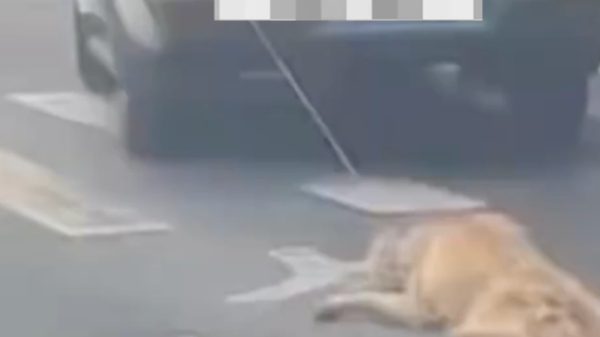 城管执法车辆在行驶中拖行犬只，湖南通报：工作人员擅自违规操作，造成犬只被拖行致死，已被停职