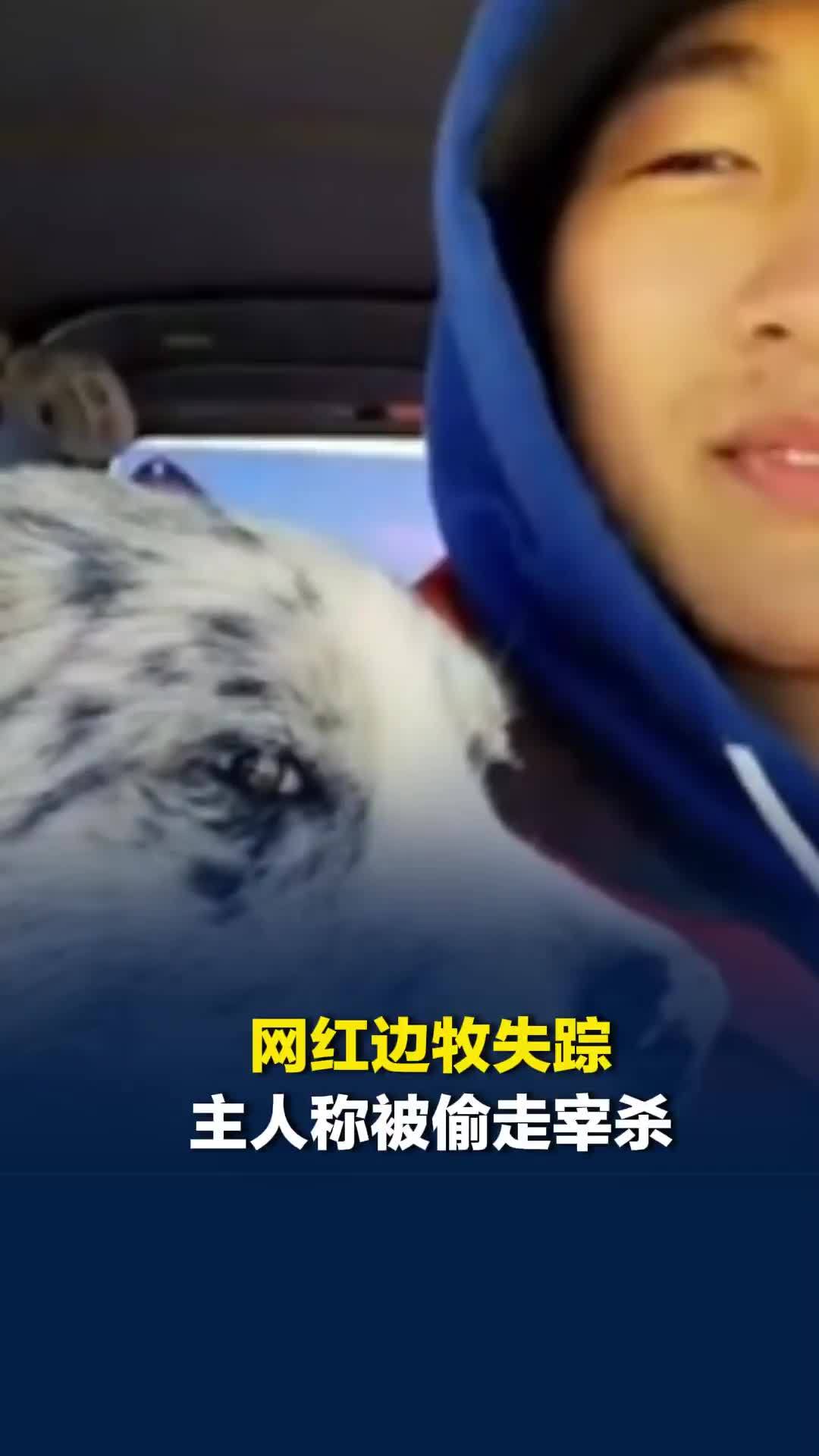 网红边牧“锄头”失踪，主人称被一对夫妻偷走：180元卖给狗贩宰杀，不接受和解