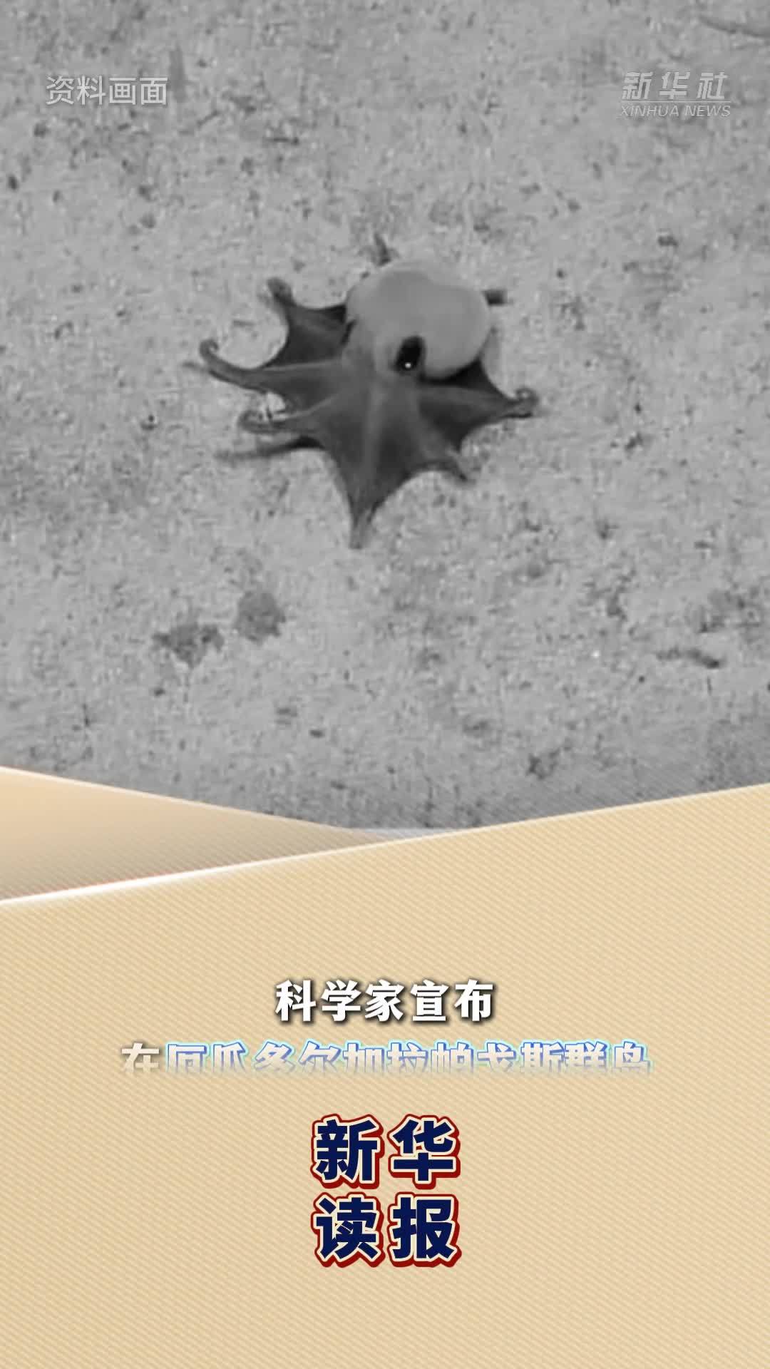 新华读报｜科学家宣布发现章鱼新物种
