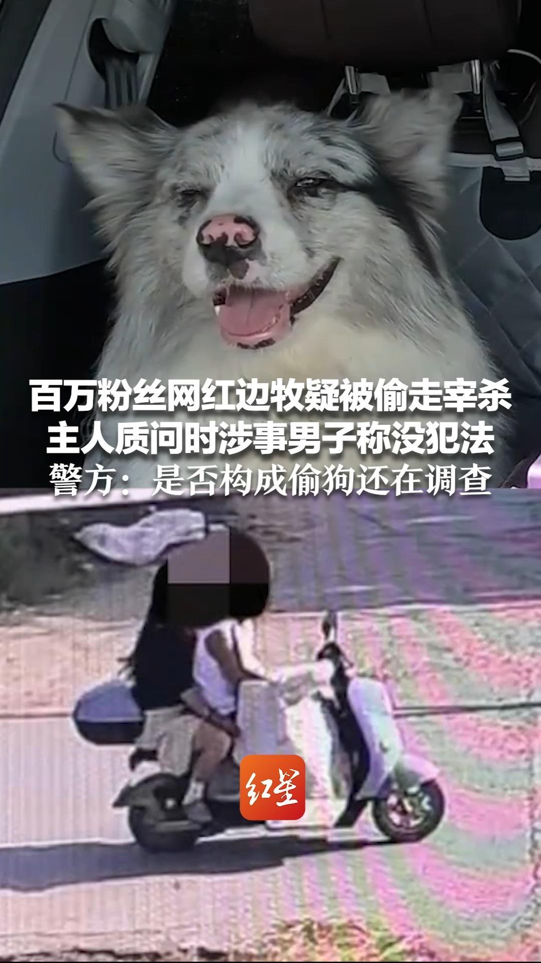 百万粉丝网红边牧疑被偷走宰杀 主人质问时涉事男子称没犯法“以为没人要在路边拾的”警方：是否构成偷狗还在调查