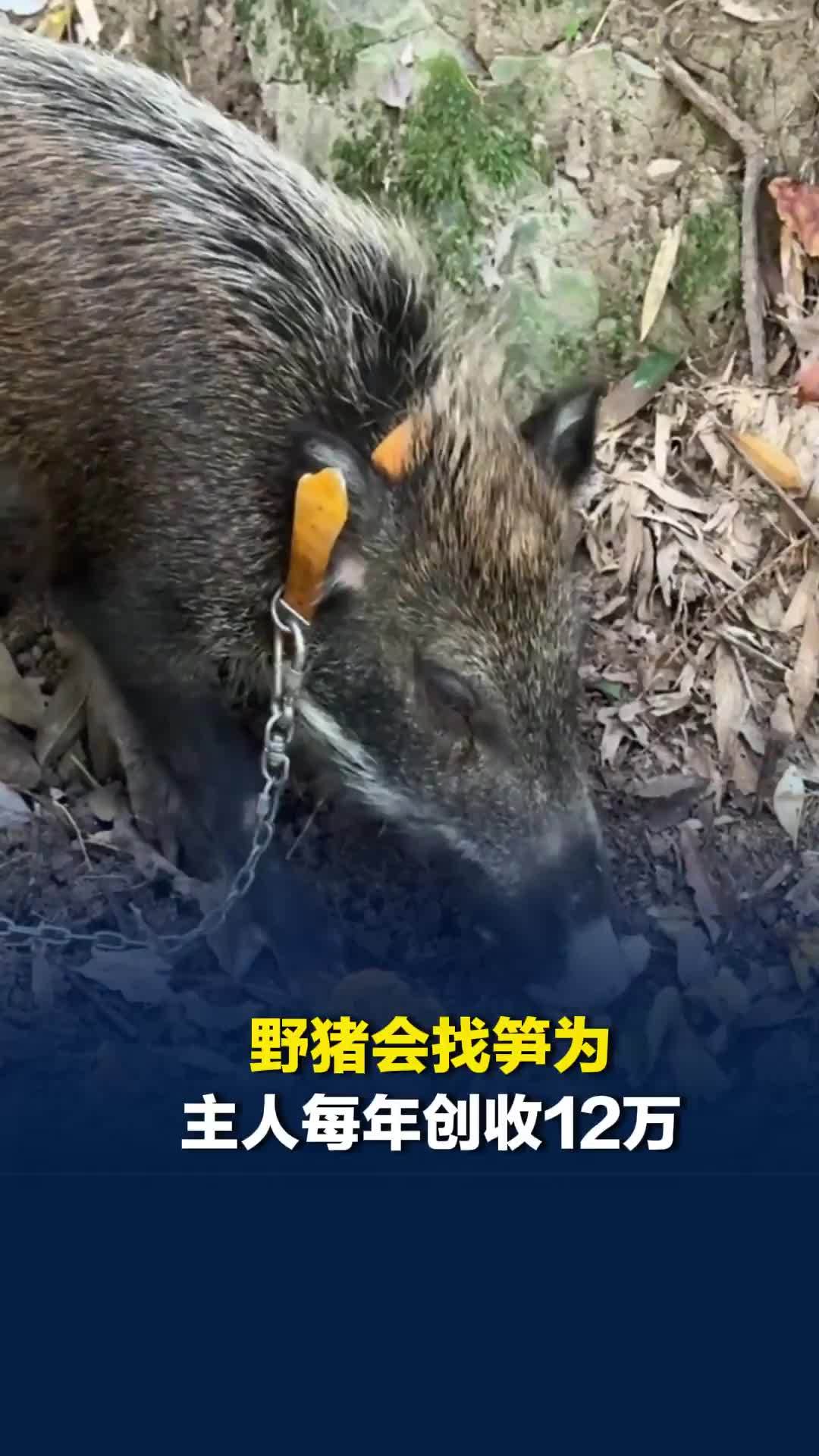 自带“寻笋雷达”，浙江一头家养野猪会找笋，为主人每年创收12万