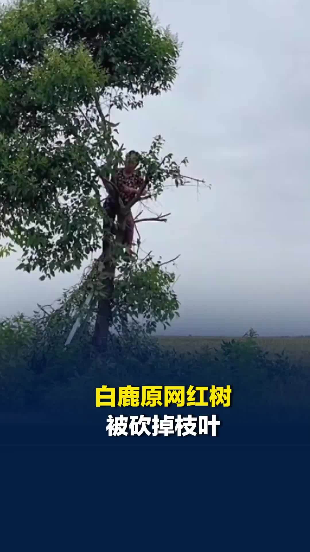 白鹿原网红“最孤独的树”，被砍掉枝叶变“秃头”，村委会：个别游客践踏麦苗