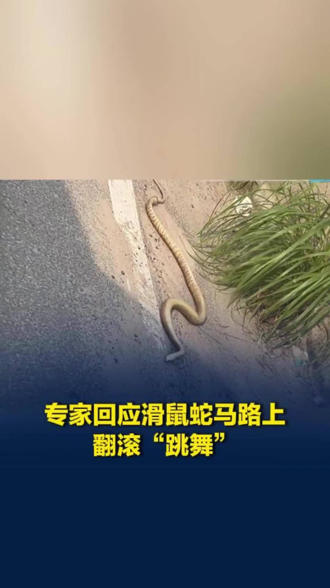 马路上惊现近2米长蛇翻滚“跳舞”，专家：要么受伤了，要么吃到“毒老鼠”