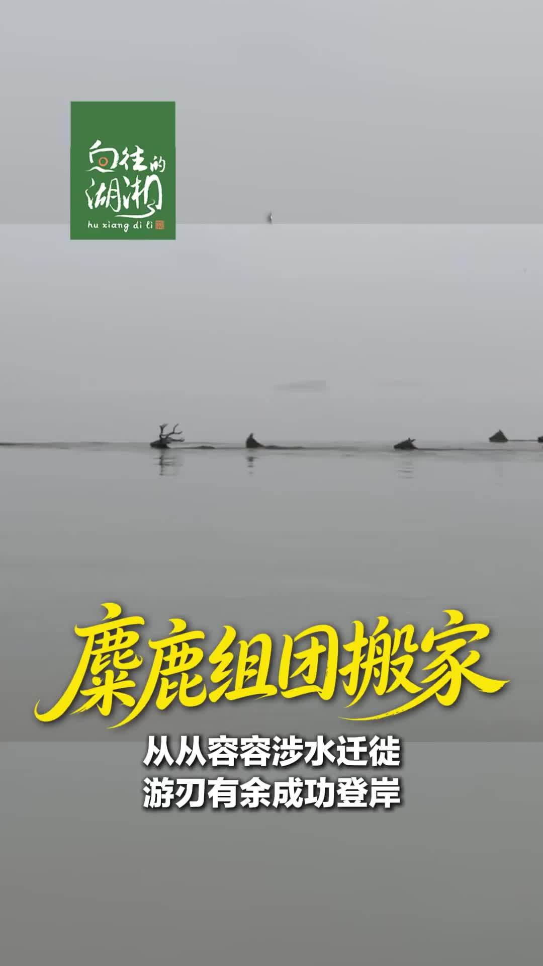 从从容容涉水迁徙，游刃有余成功登岸。洞庭湖水位猛涨，麋鹿组团搬新家