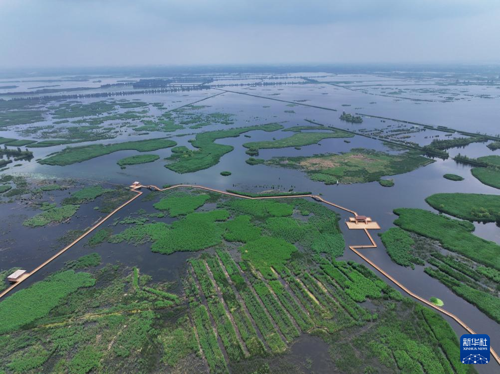 这是雄安新区白洋淀景区初夏风光（5月20日摄，无人机照片）