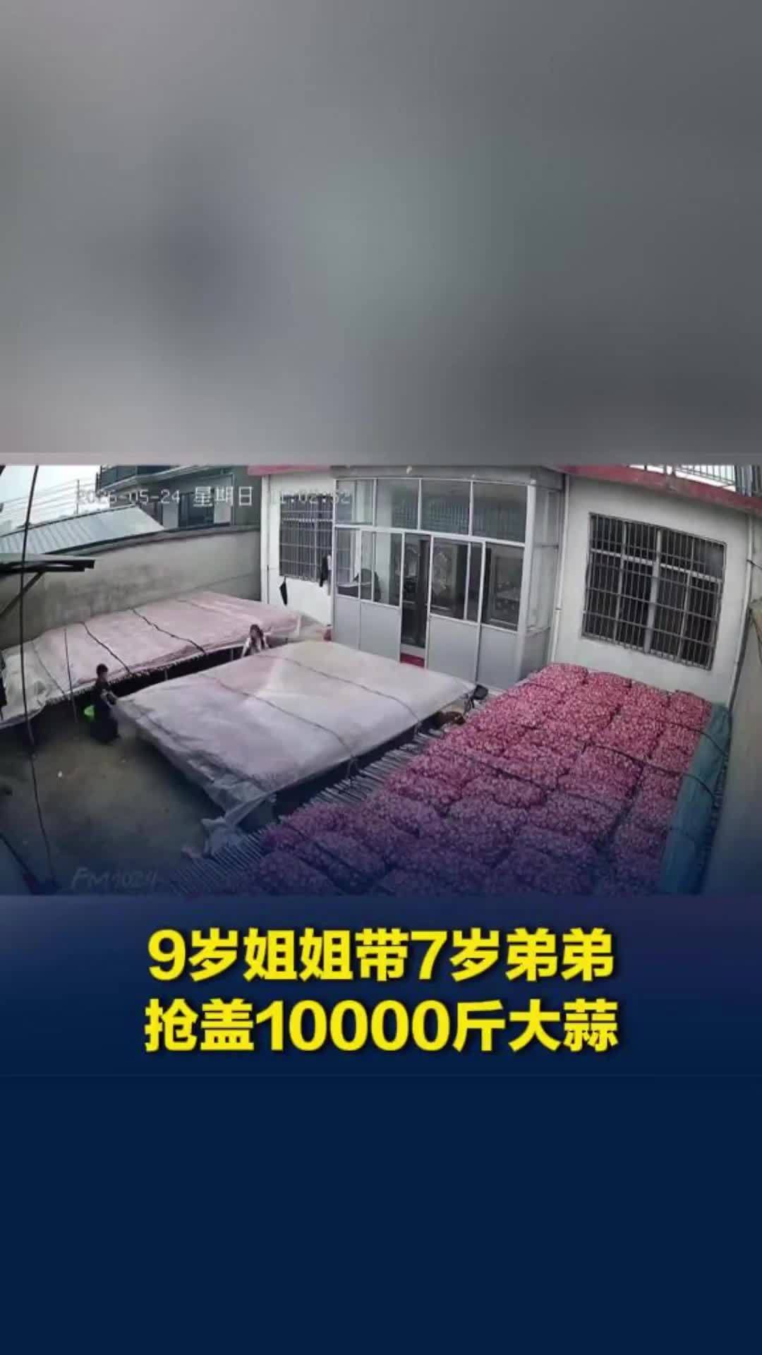 爸妈回家看哭了！9岁姐姐带7岁弟弟暴雨抢盖1万斤大蒜，瞬间感觉孩子长大了