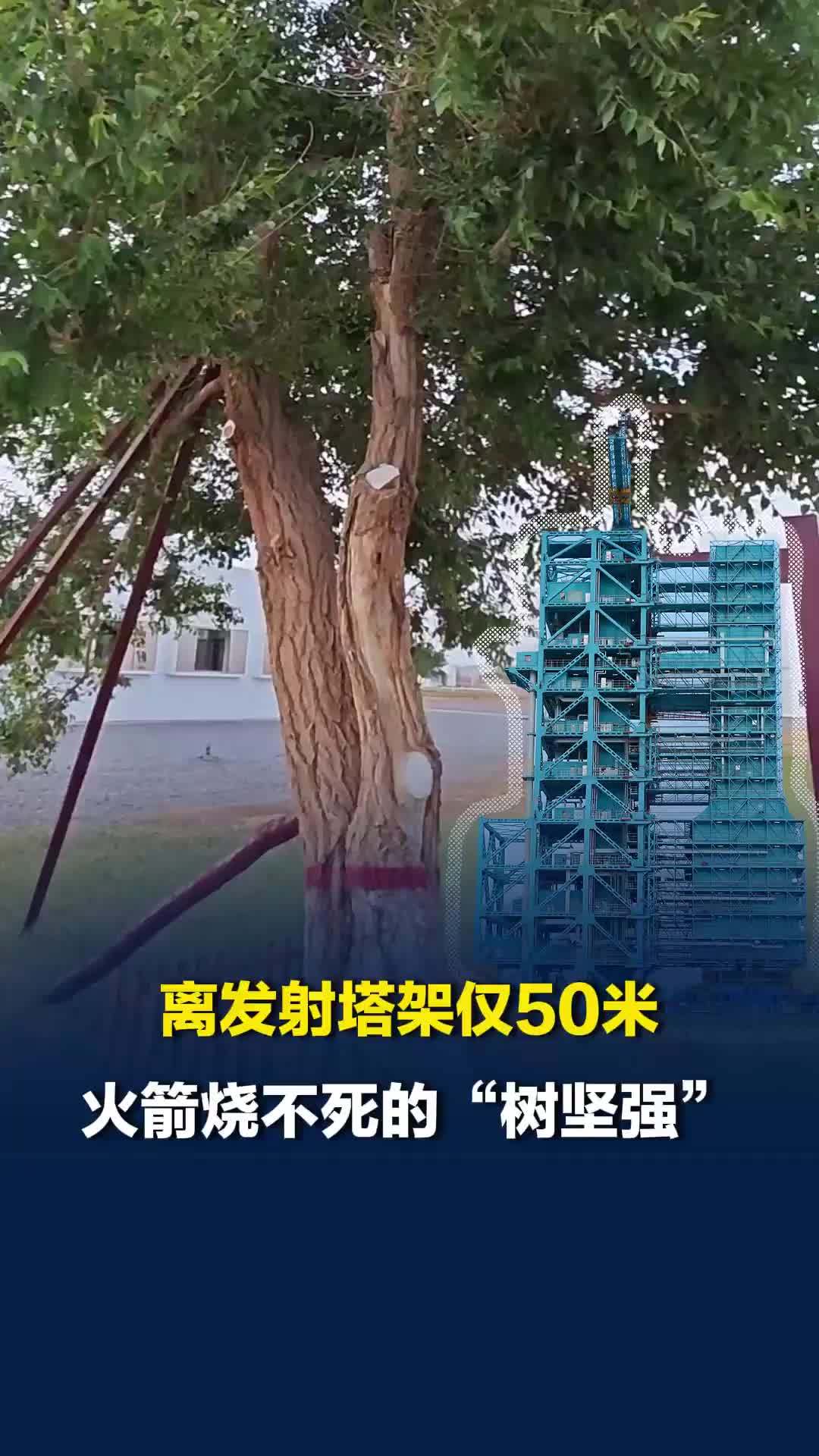 发射塔旁50米有棵“树坚强”：火烧千百回不死，倔强小榆树尽显顽强生命力