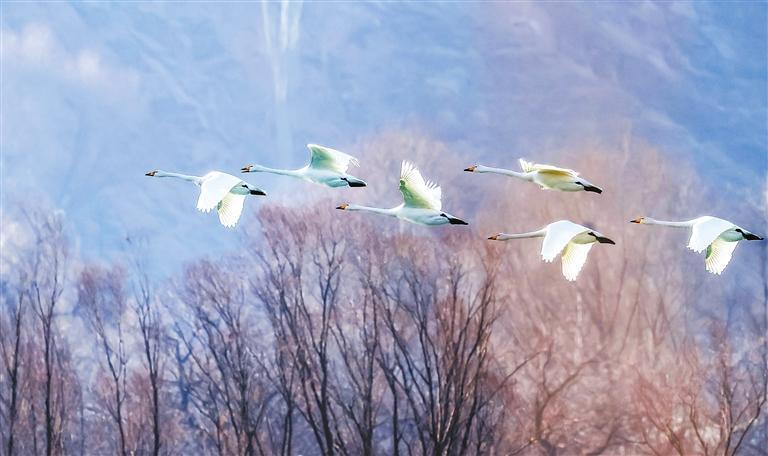 大天鹅