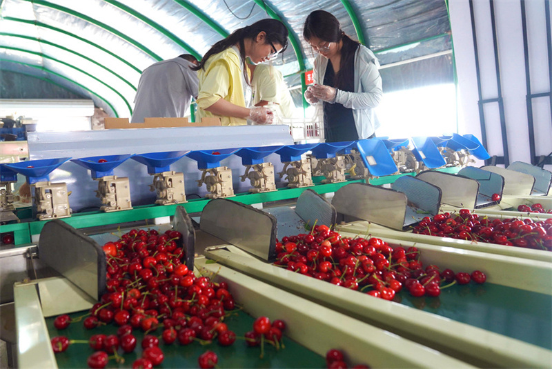 5月18日，工人在邢台经济开发区六方村车厘子种植基地分选车厘子。
