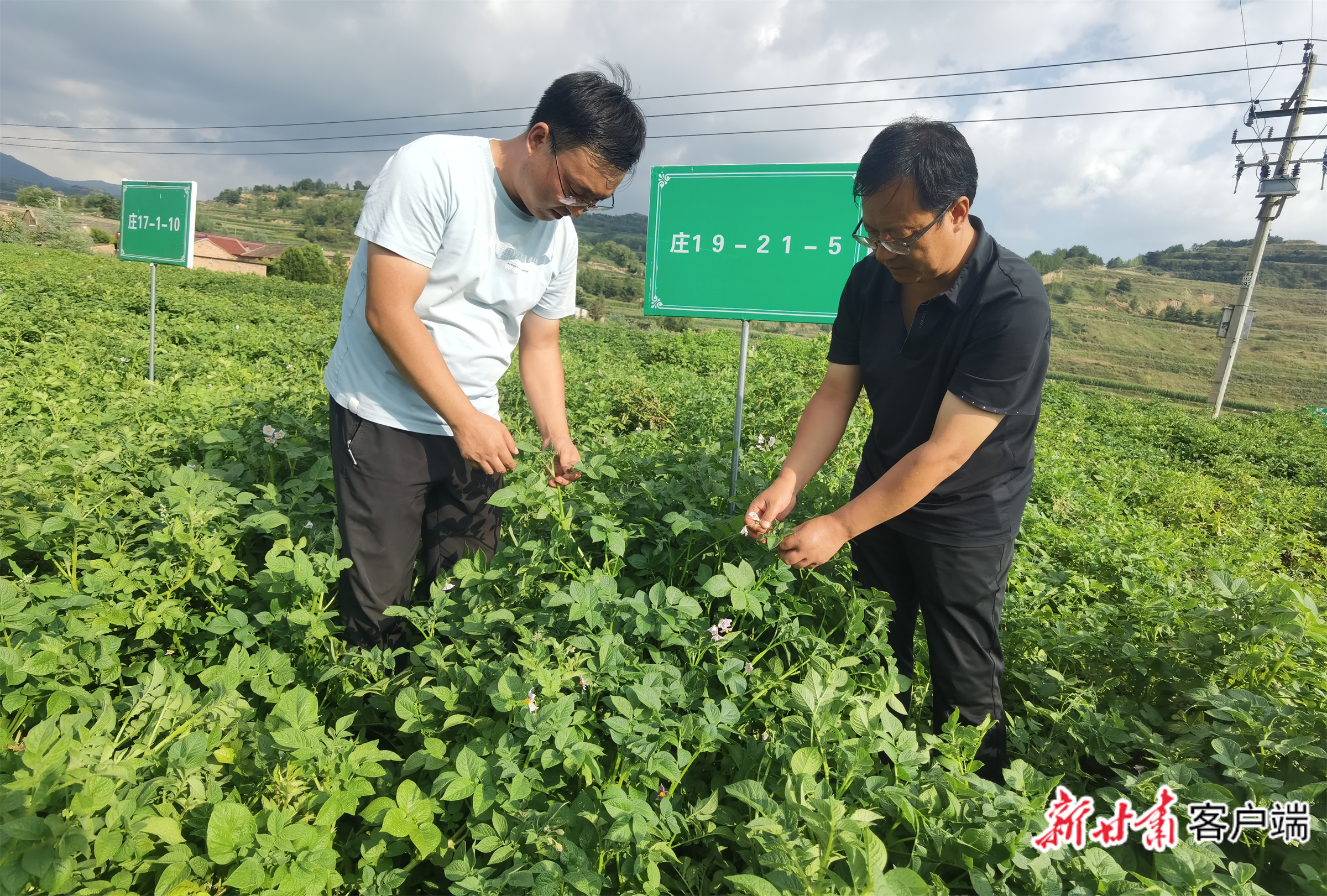 庄浪农技人员传授马铃薯管护技巧