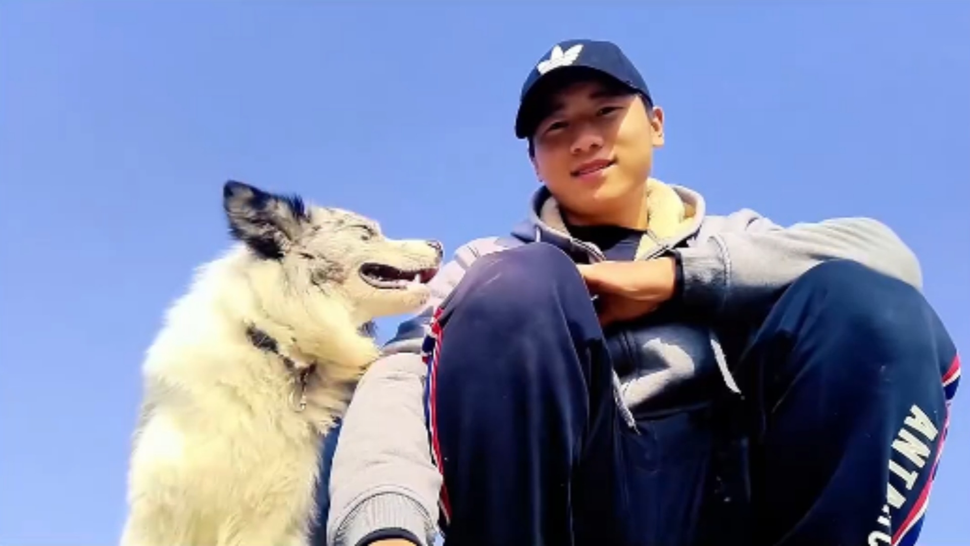 百万粉丝网红边牧疑被偷走宰杀，主人发声：陪伴8年的狗狗，被一对男女带走并以4元一斤出售，追究刑事责任，不会和解