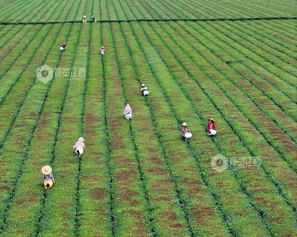 2026年5月31日，江西省吉安市泰和县泰和垦殖场生态茶园，农民正在给茶树施肥管护。