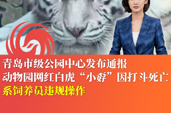 青岛市级公园中心发布通报 动物园网红白虎“小孬”因打斗死亡