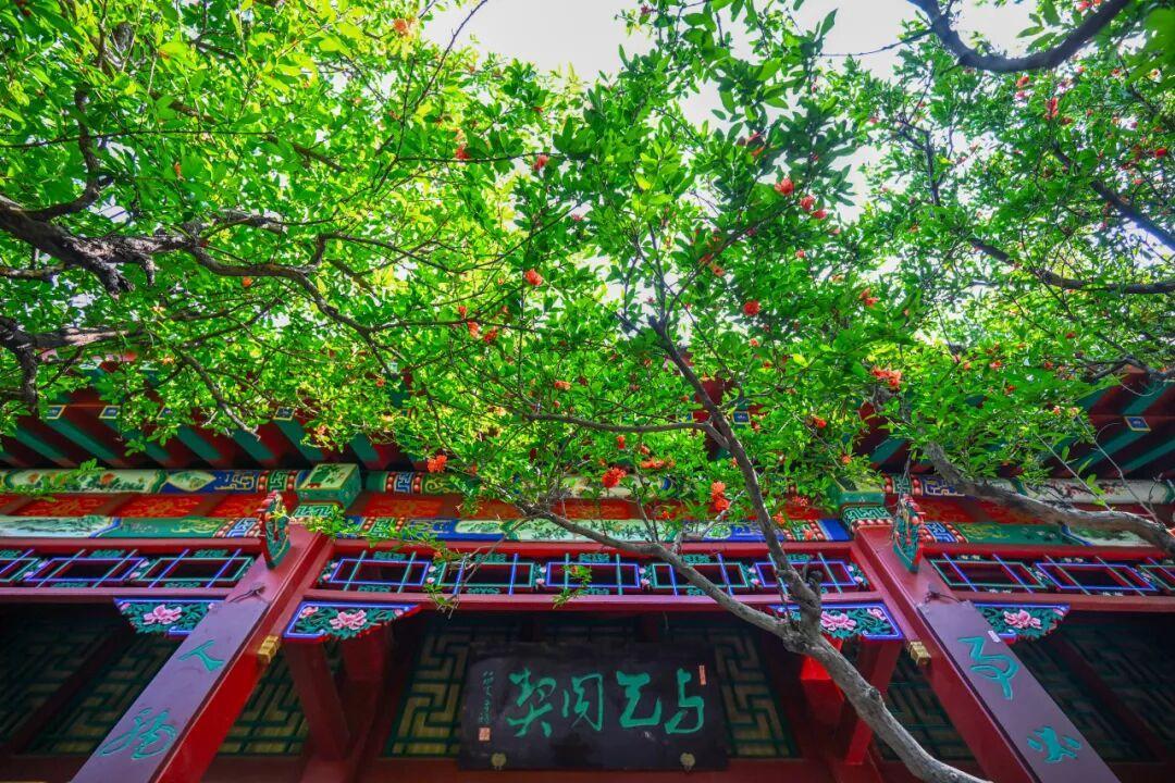 摄影：邵凯 2026年5月于趵突泉