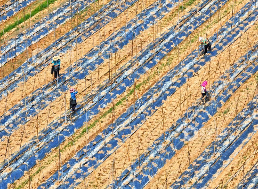 2026年6月3日，江西省吉安市泰和县万合镇竹山村竹蒿薯种植基地，农民正在搭架子，促进竹蒿薯藤蔓攀爬生长，确保丰产丰收。