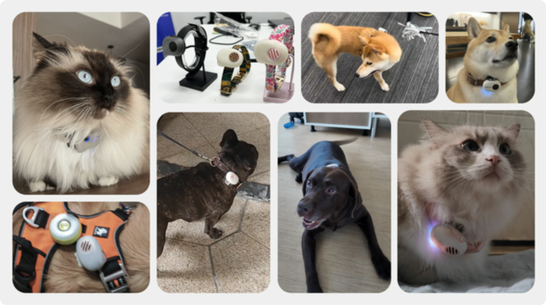 花800块就能听懂猫狗讲话?这AI靠谱吗?