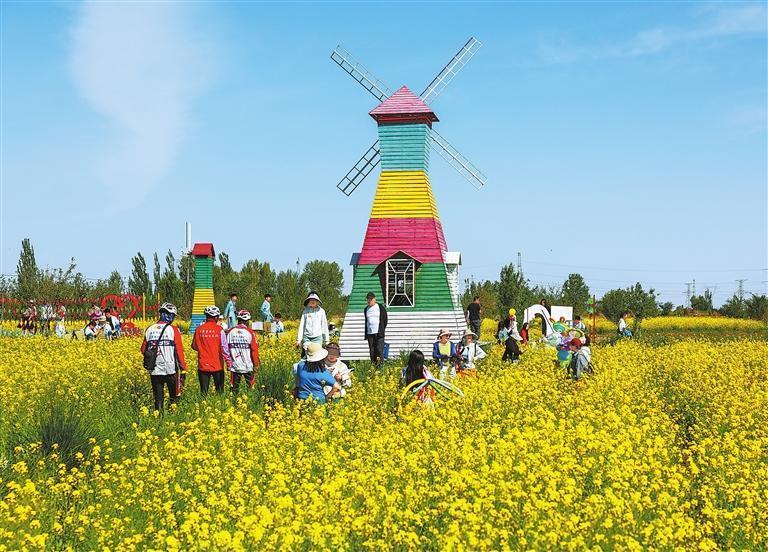 近日，肃州区东洞镇油菜花陆续绽放，游客纷纷前来观赏。新甘肃&middot;甘肃日报通讯员　曹红祖