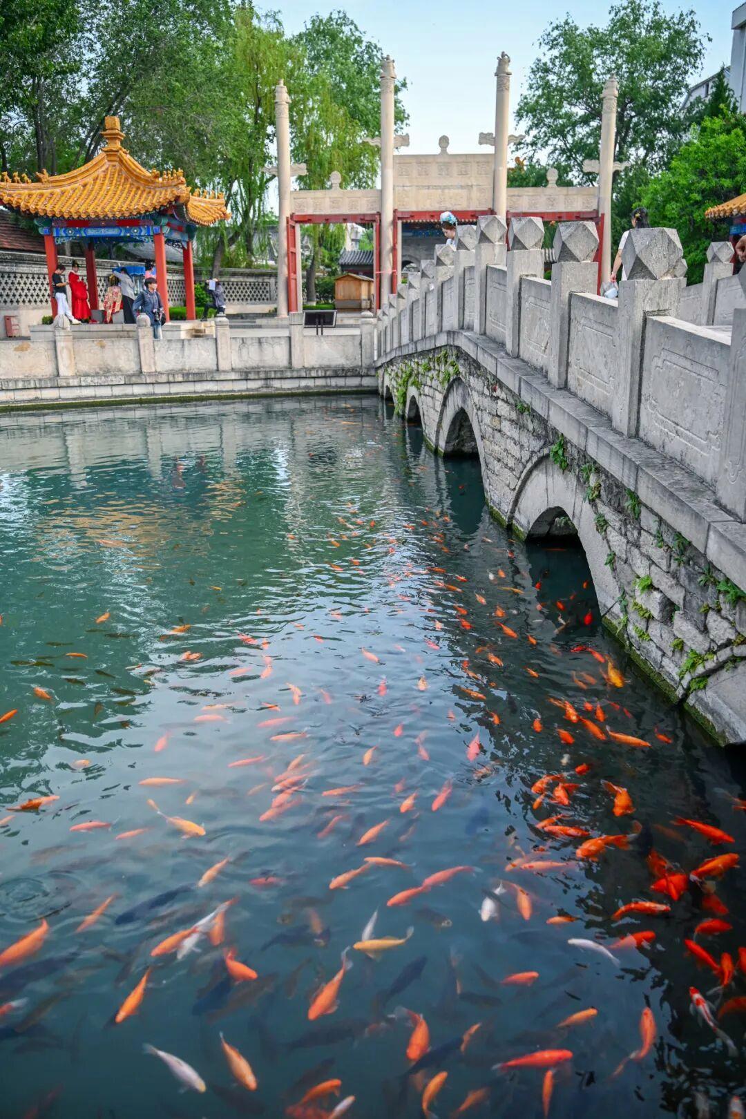 摄影：邵凯 2026年5月于府学文庙