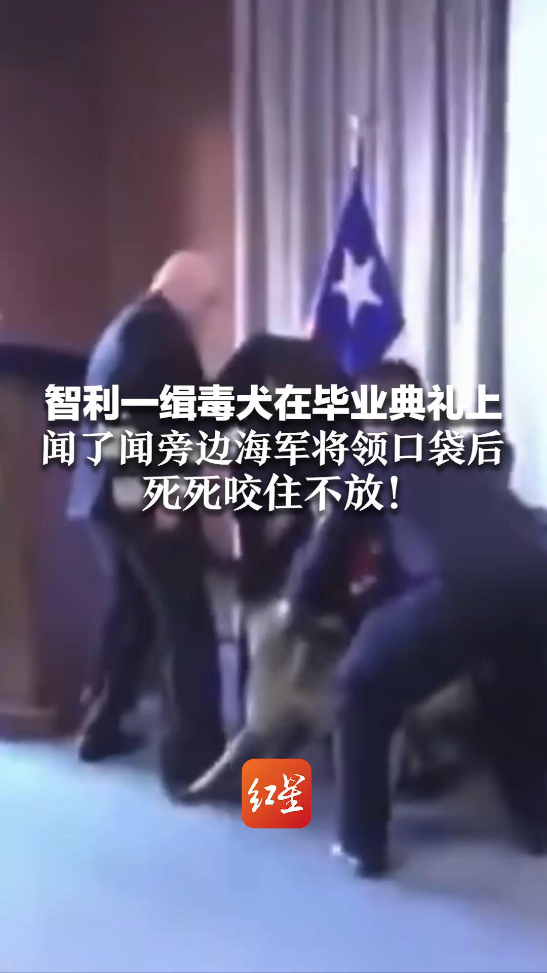 智利一缉毒犬在毕业典礼上 闻了闻旁边海军将领口袋后 死死咬住不放！军方赶忙解释：它需要重新训练