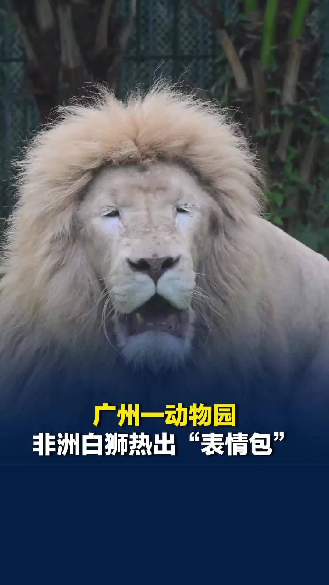 广州一动物园非洲白狮热出“表情包”，园方：最近气温和它老家差不多