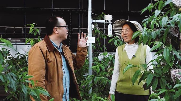 陈峰，从一名互联网大厂程序员，变成了天水樱桃产业技术引路人。