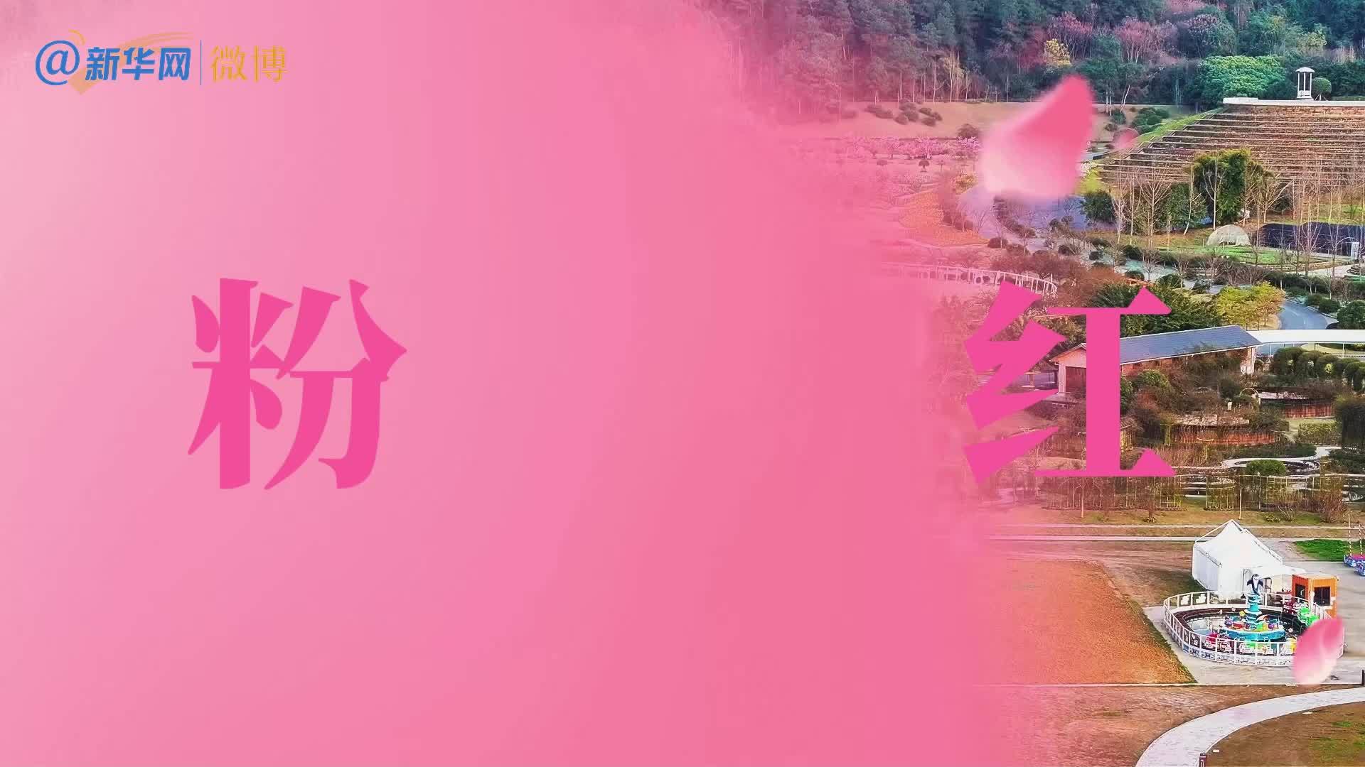 是山河盛放的夏天｜在成都邂逅炫彩花海