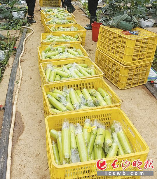 丝瓜无土栽培结硕果，陆续走上市民餐桌。