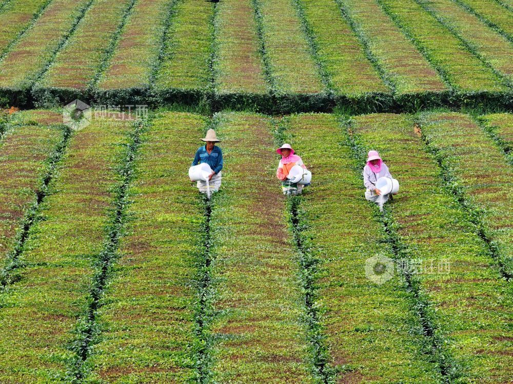 2026年5月31日，江西省吉安市泰和县泰和垦殖场生态茶园，农民正在给茶树施肥管护。