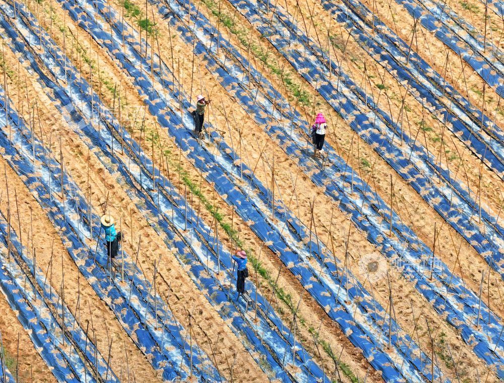 2026年6月3日，江西省吉安市泰和县万合镇竹山村竹蒿薯种植基地，农民正在搭架子，促进竹蒿薯藤蔓攀爬生长，确保丰产丰收。