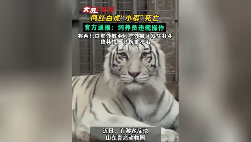 网红白虎小孬死亡 官方通报：饲养员违规操作 将两只白虎外放至同一外展区发生打斗 致其中一只伤重不治