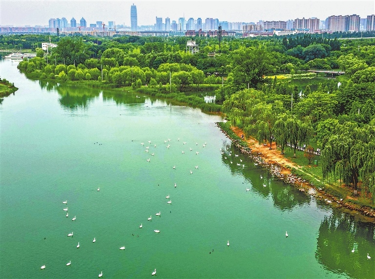 碧水栖禽，茂林环岸，郑州北龙湖湿地与城区建筑群隔水相依。