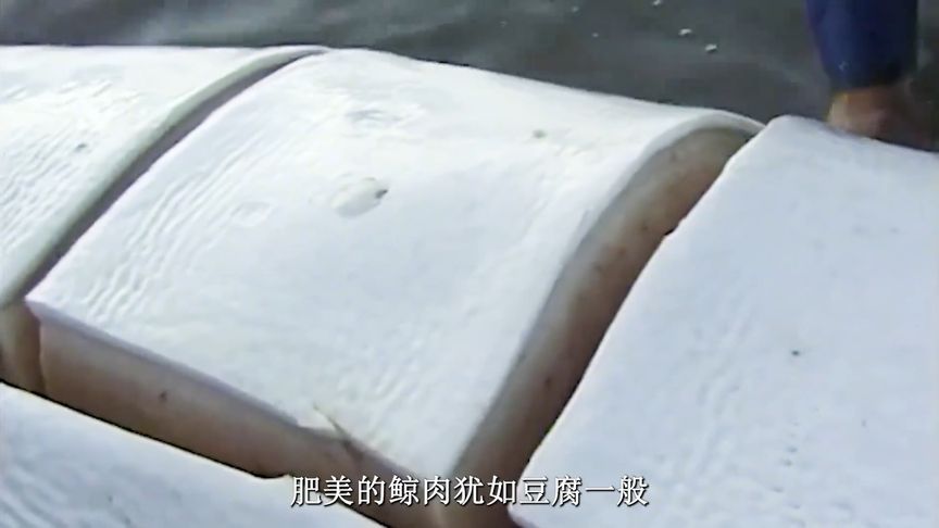 因纽特人插木棍捕捉白鲸，将高热量脂肪煮熟后储存充当过冬的食物