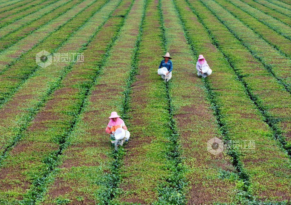 2026年5月31日，江西省吉安市泰和县泰和垦殖场生态茶园，农民正在给茶树施肥管护。