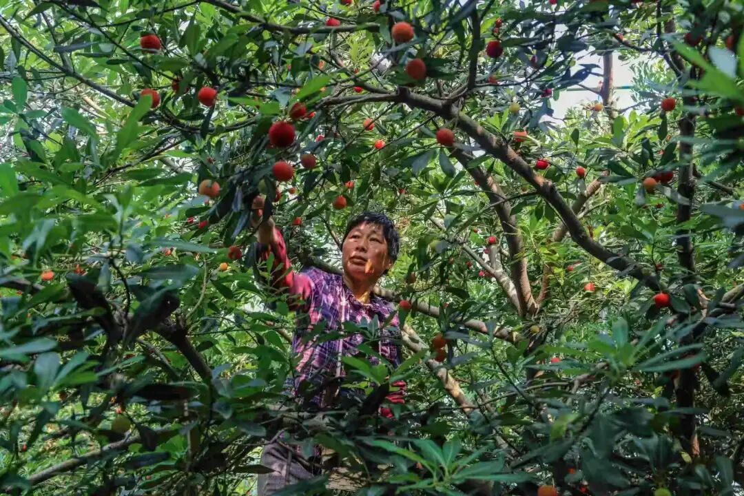 图片来源：苏州高新区发布