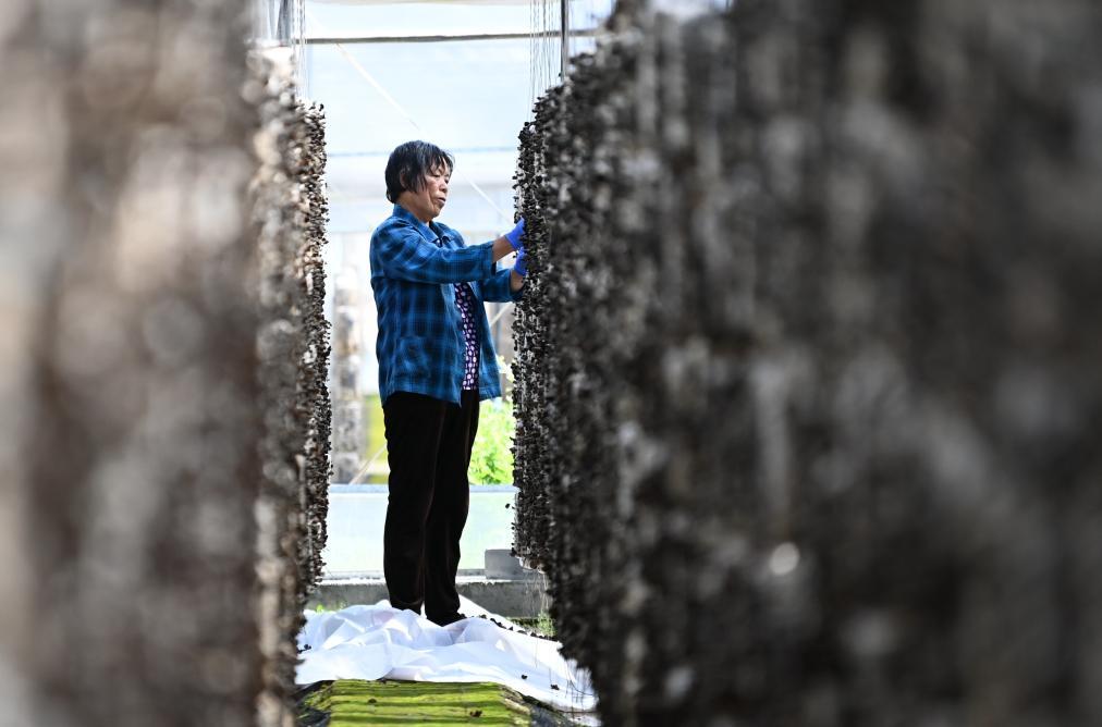 村民在陕西省柞水县金米村的木耳种植大棚里采摘成熟的木耳。新华社记者 李一博 摄