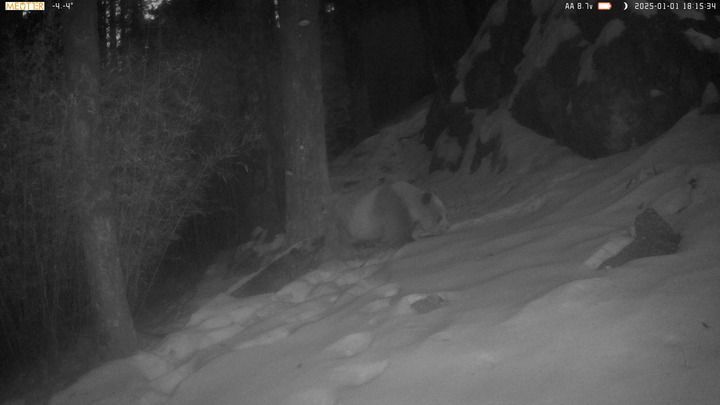 一只棕色大熊猫在雪地中行走。新华社发（红外相机视频截图）