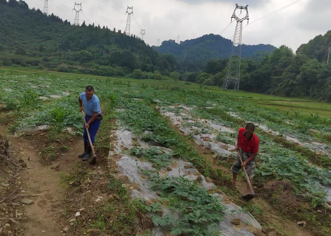村民正打理田地（通讯员詹求昊摄）.png