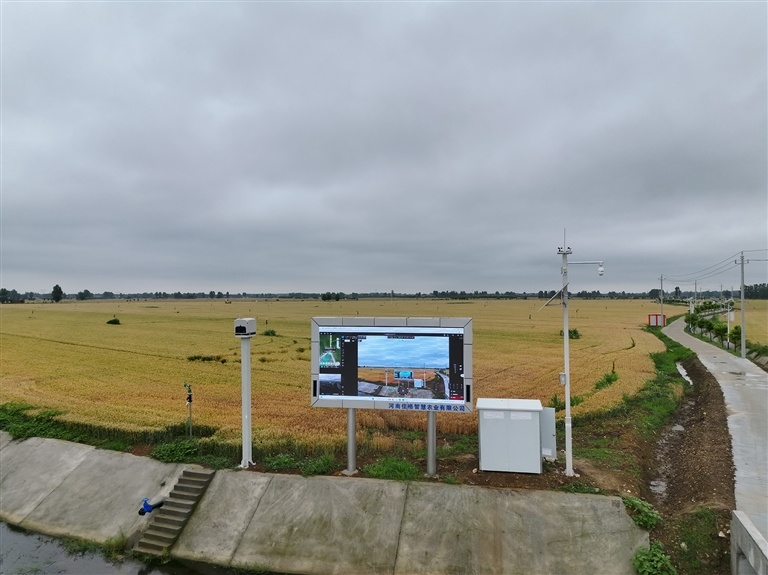 5月25日,南阳市宛城区红泥湾镇小庄示范区的麦地里,智慧大屏实时监测田间情况。 受访者供图
