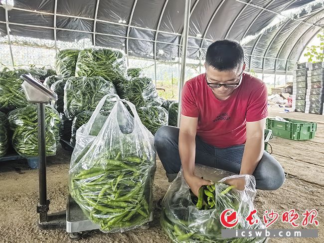 长沙蔬菜生产“三新三高”示范苗迎来丰收季，本地辣椒产销两旺。均为长沙晚报全媒体记者 田也 摄