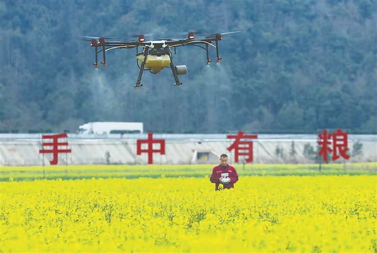 在宜春市袁州区彬江镇霞塘村，农技人员操控无人机对油菜花进行大规模喷药作业。江西日报全媒体记者 张翰林摄